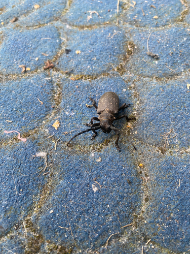 Weaver beetle