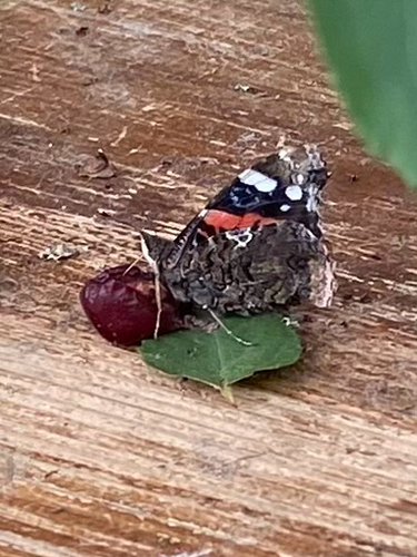 Red Admiral