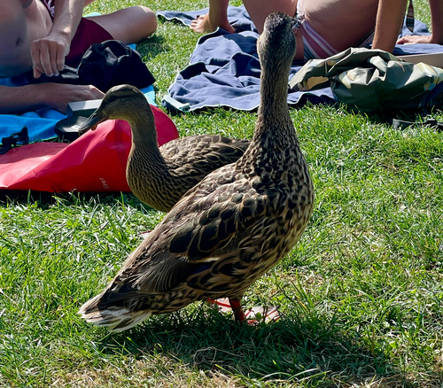 Stockente