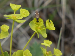 Tenthredopsis stigma