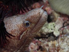 Bar-Tail Moray photo 2