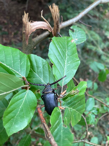 Prionus coriarius