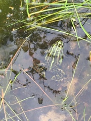 Pelophylax