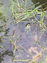 Pelophylax