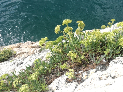 Rock samphire