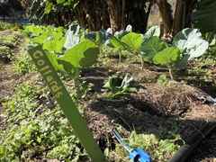 Brassica oleracea viridis