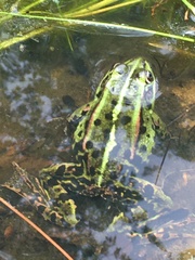 Pelophylax