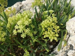 Crithmum maritimum