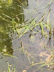 Pelophylax