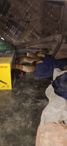 Oriental Rat Snake