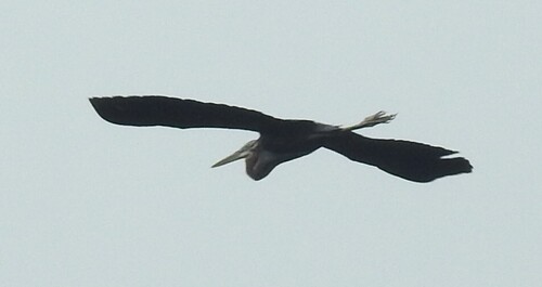 iNaturalist image