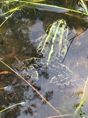 Pelophylax