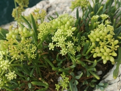 Crithmum maritimum