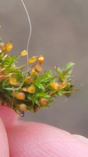 Tortula truncata observed 2026-07-24