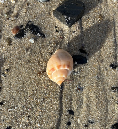 Cancellaria spirata observed 2026-07-26