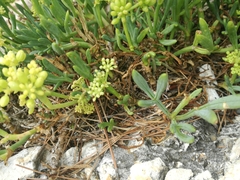 Crithmum maritimum