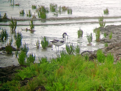 iNaturalist image