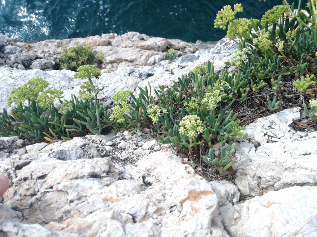 Rock samphire (Crithmum maritimum)