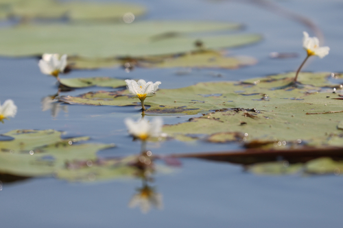 Water Snowflake