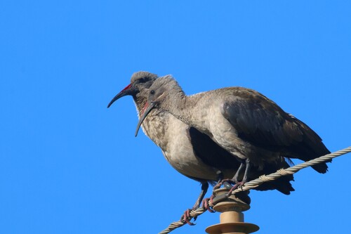 iNaturalist: (c) Gerald Wingate, some rights reserved (CC BY-NC), uploaded by Gerald Wingate iNaturalist image