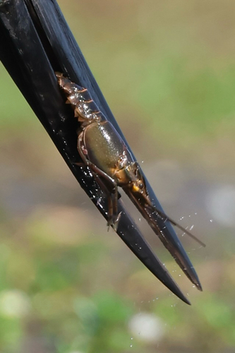 Australian red claw crayfish