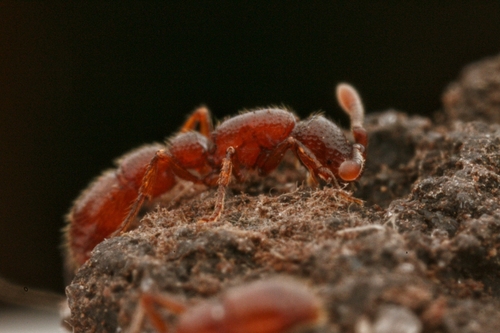 Neocerapachys splendensNeocerapachys splendens