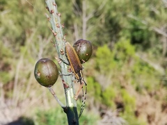 Agapanthia asphodeli