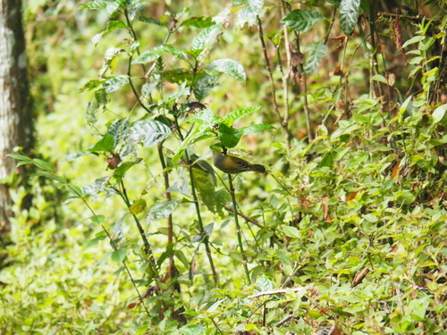 Mangrove Yellow Warbler