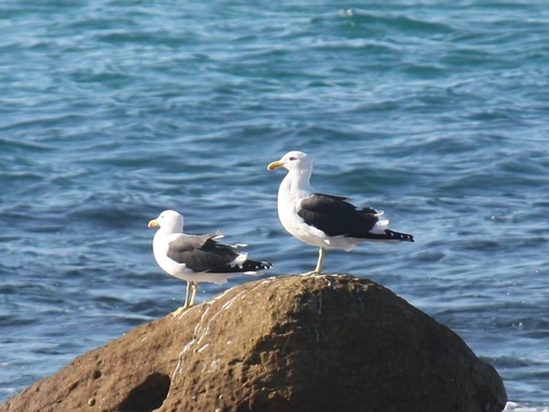 iNaturalist image