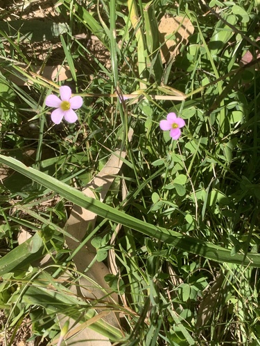 Oxalis caprina
