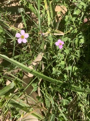 Oxalis caprina