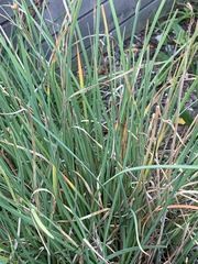 Kniphofia pauciflora