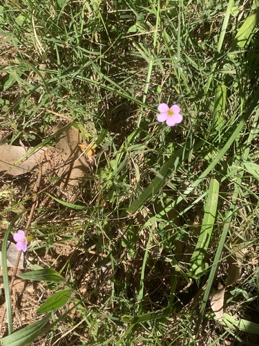 Oxalis caprina, photograph 2
