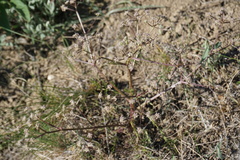 Trinia hispida