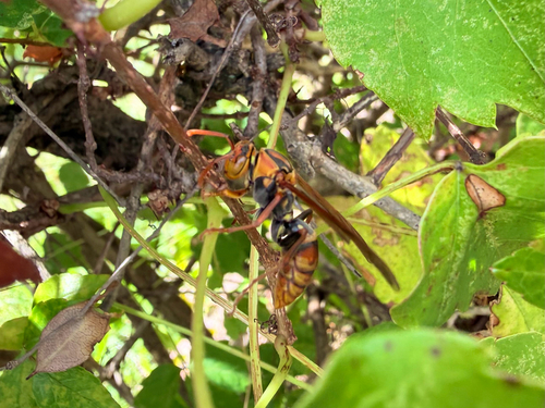 Polistes japonicus photo 2