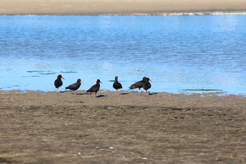 iNaturalist image