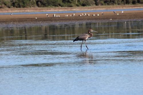 iNaturalist: (c) theo van rensburg, some rights reserved (CC BY-NC), uploaded by theo van rensburg iNaturalist image