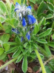 Lupinus micranthus