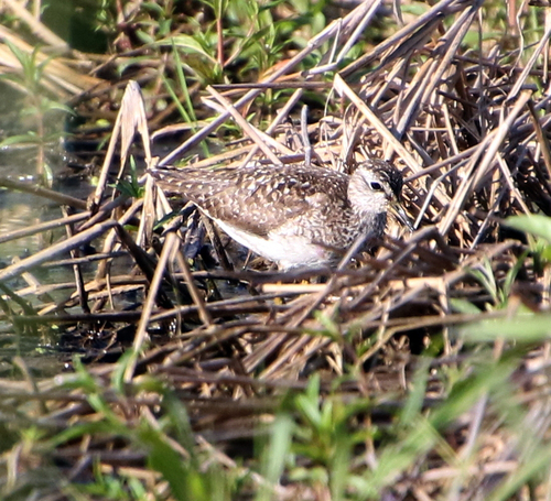 iNaturalist image
