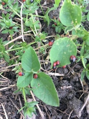 Insecta
