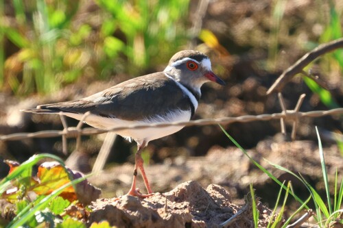 iNaturalist: (c) Gerald Wingate, some rights reserved (CC BY-NC), uploaded by Gerald Wingate iNaturalist image