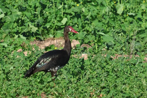 iNaturalist image