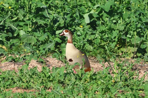 iNaturalist image