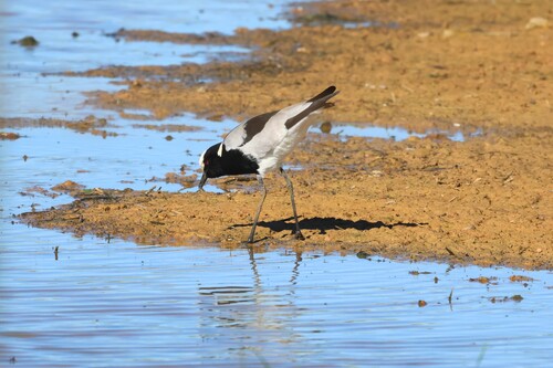 iNaturalist: (c) Gerald Wingate, some rights reserved (CC BY-NC), uploaded by Gerald Wingate iNaturalist image