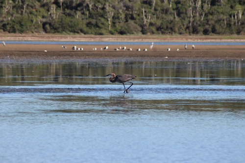 iNaturalist image