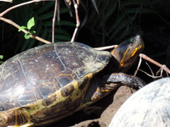 Trachemys ornata