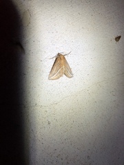 Phyprosopus callitrichoides