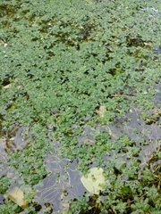 Callitriche obtusangula