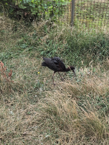 iNaturalist image