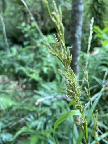 Carex perakensis, 2026-07-24
